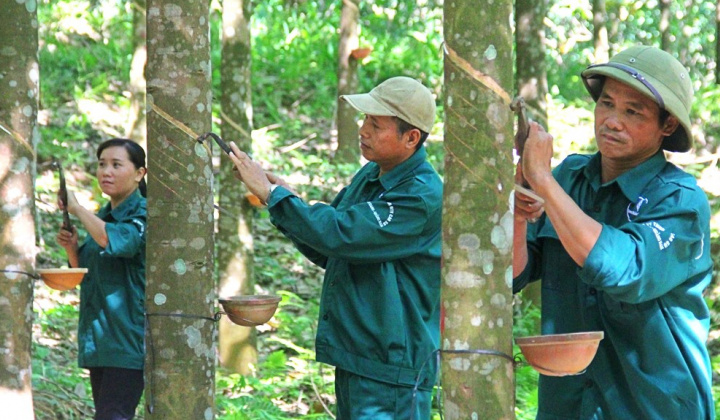 Đầu tư Cao su Đắk Lắk (DRI) muốn niêm yết trên HoSE, kỳ vọng lãi tiếp tục cao kỷ lục