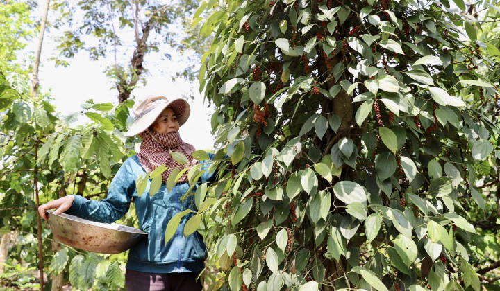 Giá tiêu hôm nay 14/3: Dự báo giá tiêu toàn cầu tiếp tục duy trì ở mức cao