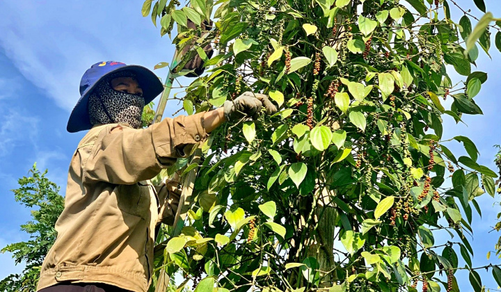 Giá tiêu hôm nay 15/3: Lên mức cao nhất trong gần 10 năm