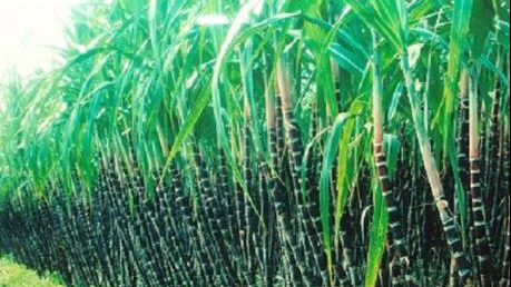 Quản trị hiệu quả sử dụng vốn tại Công ty Cổ phần Đường Kon Tum