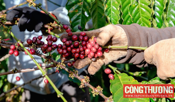 Giá cà phê hôm nay 22/3: Arabica giảm trong khi Robusta tăng trên mốc 5.500 USD/tấn