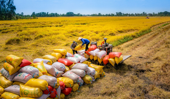 Bộ Công Thương thành lập Đoàn kiểm tra liên ngành việc kinh doanh, xuất khẩu gạo