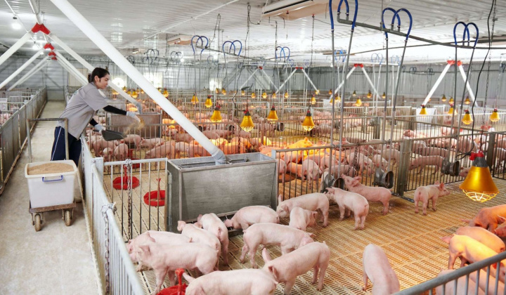 Giá lợn hơi lập mốc cao mới, Phó Thủ tướng chỉ đạo đánh giá thị trường