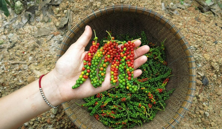 Giá tiêu hôm nay 5/3: Trung Quốc đẩy mạnh hợp tác với doanh nghiệp tiêu Việt Nam