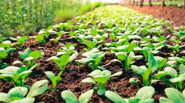 Tối ưu hóa các yếu tố ảnh hưởng đến khả năng sinh tổng hợp indole-3-acetic acid từ chủng Bacillus subtilis CG2