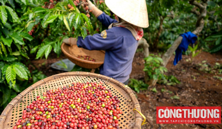 Giá cà phê hôm nay 14/5: Thị trường cà phê trong nước chịu sức ép giảm giá ngắn hạn