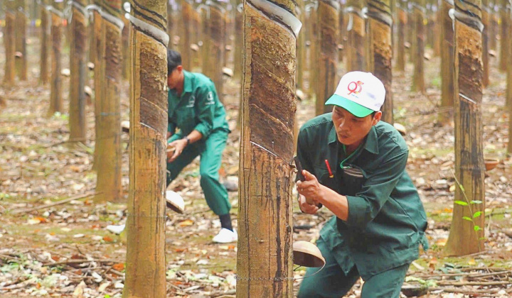 Giá cao su giảm sẽ chỉ tác động ngắn hạn đến Cao su Đồng Phú (DPR)