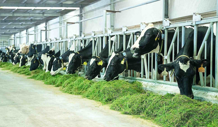 Sữa Quốc tế LOF (IDP) chi hơn trăm tỷ đồng “thâu tóm” doanh nghiệp chăn nuôi bò sữa