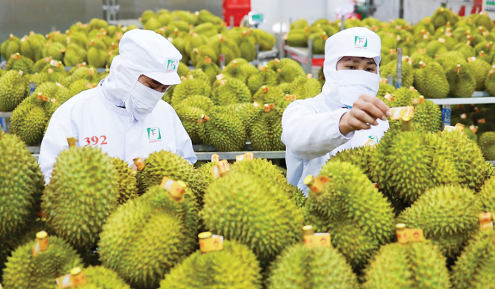 Phó Thủ tướng: Xử lý vấn đề kiểm nghiệm chất vàng O trên sầu riêng