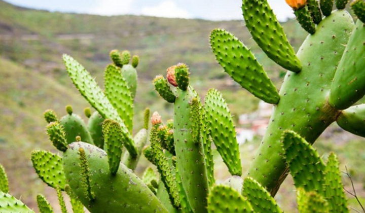 Nghiên cứu quy trình chiết xuất xương rồng tai thỏ (Opuntia cochenillifera (L.) Mill.) và ứng dụng phối chế sản phẩm gel dưỡng da