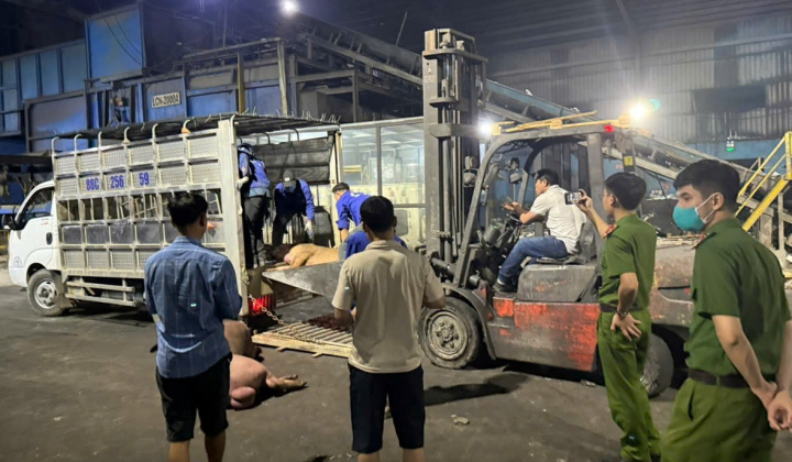 Vĩnh Phúc: Buộc tiêu hủy 1 tấn lợn chết đã bốc mùi đang trên đường tiêu thụ