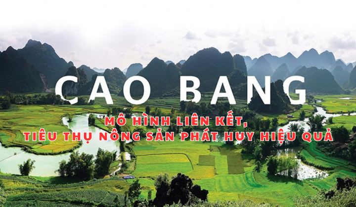 Cao Bằng: Mô hình liên kết, tiêu thụ nông sản phát huy hiệu quả