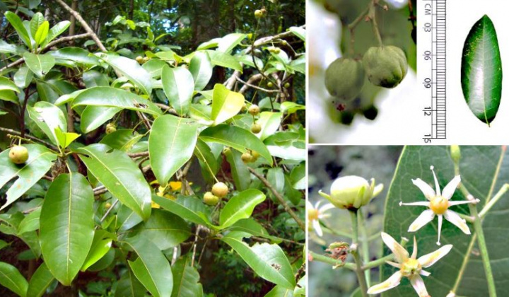 Nghiên cứu đặc điểm thực vật và sơ bộ thành phần hóa học loài Bí bái Acronychia pedunculata (L.) Miq