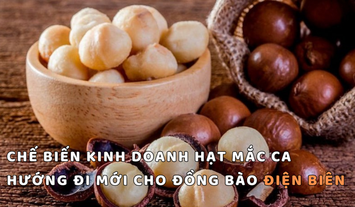 Chế biến kinh doanh hạt mắc ca - Hướng đi mới cho đồng bào Điện Biên