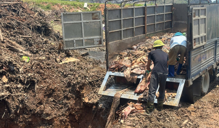 QLTT Thanh Hoá: Tiêu huỷ gần 5 tấn da trâu, da bò không rõ nguồn gốc xuất xứ