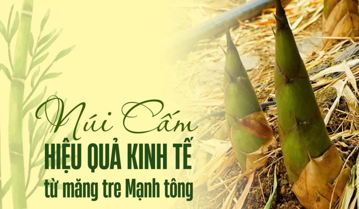 Núi Cấm: Hiệu quả kinh tế từ măng tre Mạnh tông