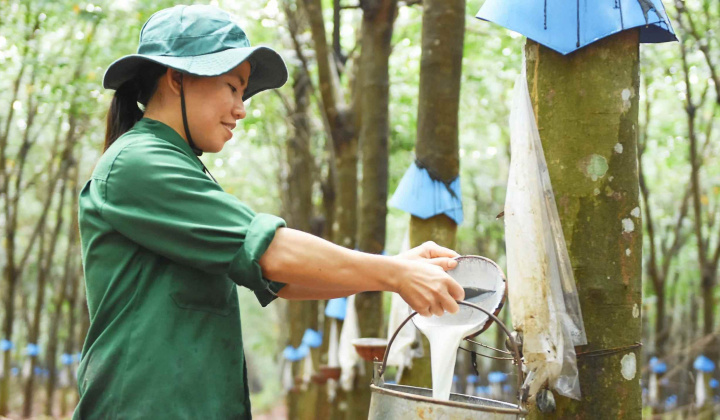 Cao su được giá, loạt doanh nghiệp bứt phá ngay từ đầu năm