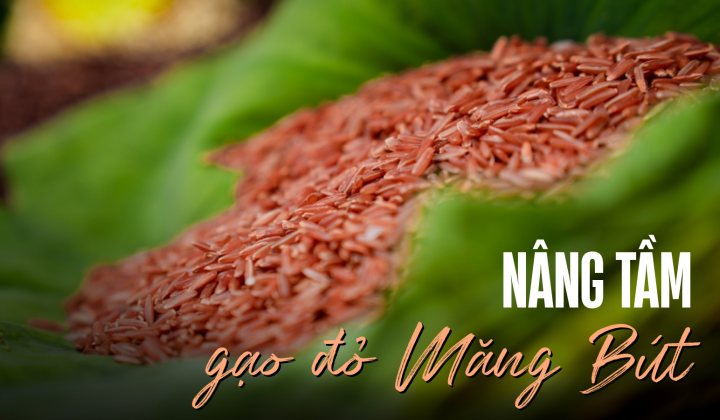 Nâng tầm gạo đỏ Măng Bút