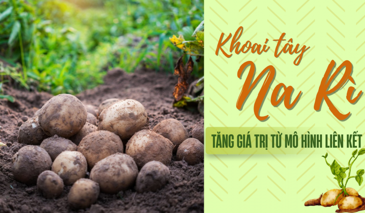 Khoai tây Na Rì: Tăng giá trị từ mô hình liên kết