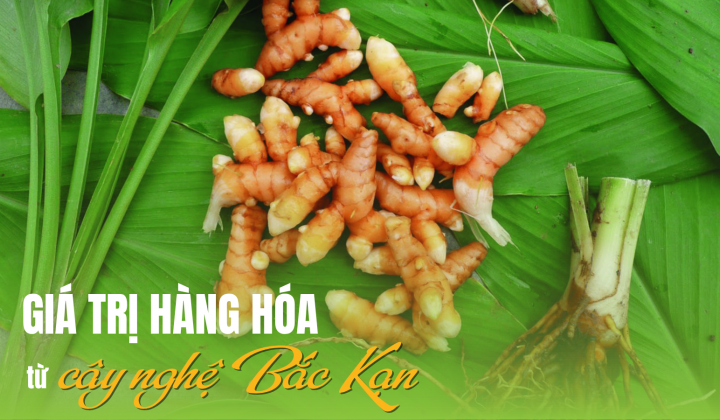 Giá trị hàng hóa từ cây nghệ Bắc Kạn