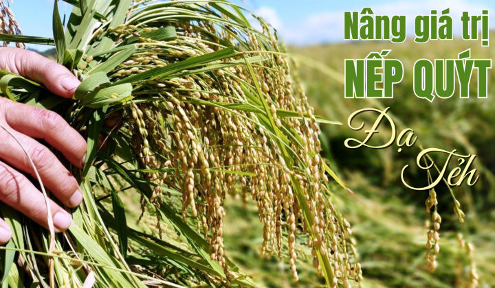 Khai thác giá trị Nếp Quýt Đạ Tẻh