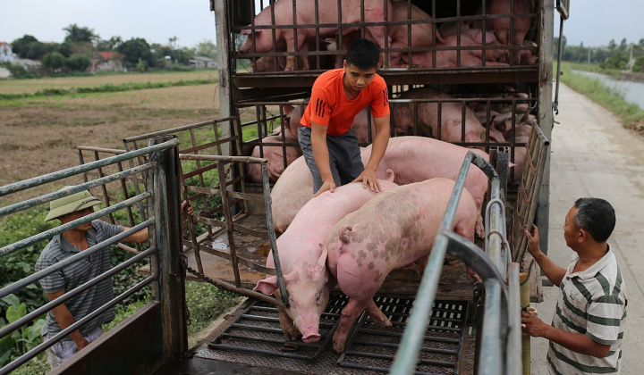 Nguồn cung khó đáp ứng, dự báo giá heo hơi năm nay tăng 18%
