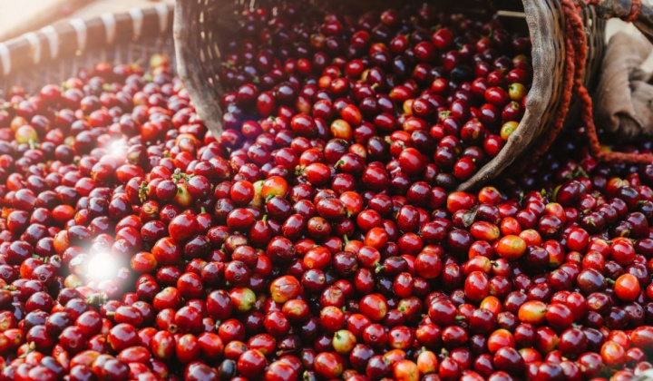 Giá cà phê hôm nay 7/6: Việt Nam xuất khẩu 1,12 triệu tấn cà phê trong 8 tháng đầu niên vụ 2024-2025