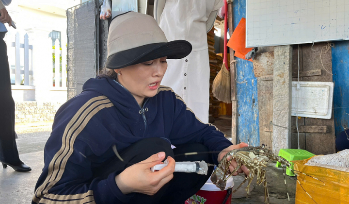 Phú Yên: Bơm thạch rau câu vào tôm hùm chết để lừa người tiêu dùng