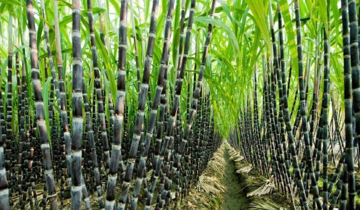 Các yếu tố ảnh hưởng đến việc áp dụng kỹ thuật canh tác mía bền vững của nông dân tỉnh Tây Ninh, Việt Nam