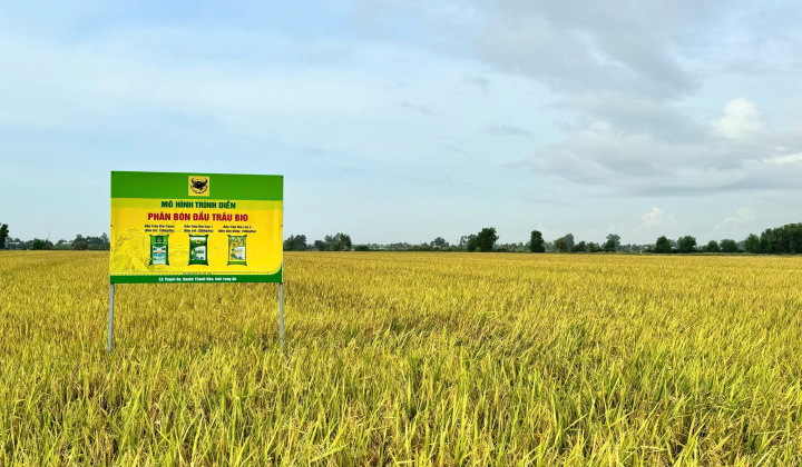 Chìa khóa cho canh tác lúa bền vững ở Đồng bằng sông Cửu Long