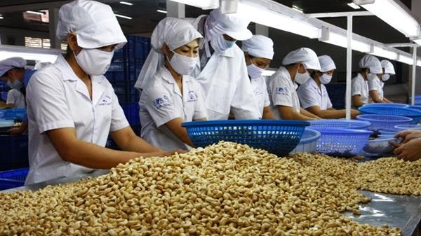 Hoa Kỳ tăng nhập khẩu hạt điều cao cấp, mở rộng nguồn cung ngoài châu Á