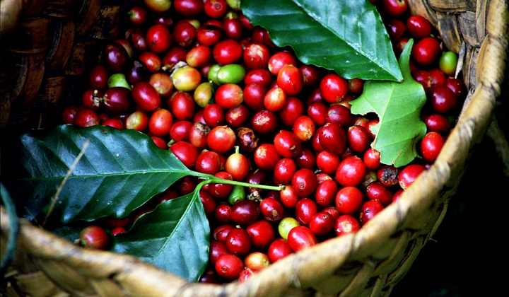 Giá cà phê hôm nay 18/7: Robusta giảm mạnh hơn 100 USD mỗi tấn