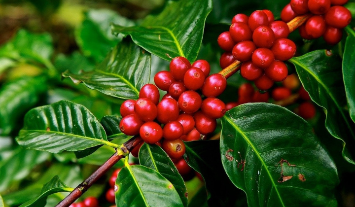 Giá cà phê hôm nay 19/7: Trong nước tăng mạnh, Robusta thế giới khởi sắc