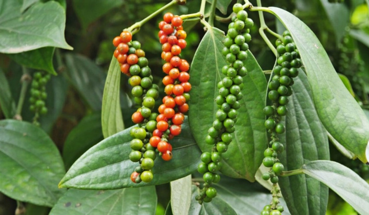 Giá tiêu hôm nay 19/7: Thị trường thế giới chờ tín hiệu mới