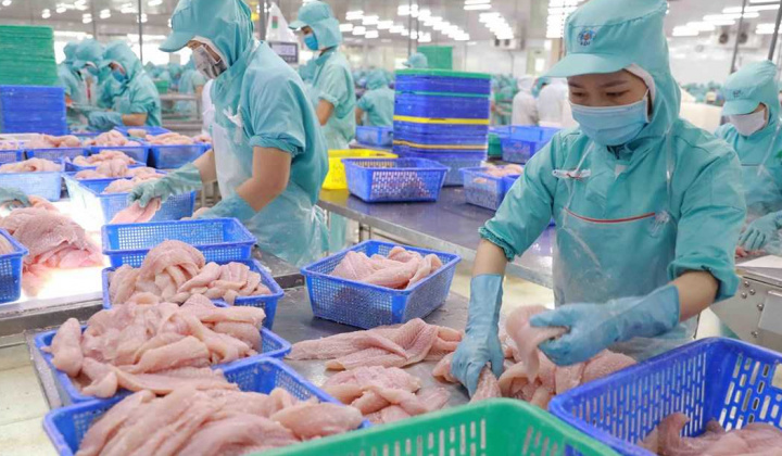Xuất khẩu cá tra kỳ vọng tăng tốc trong nửa cuối năm