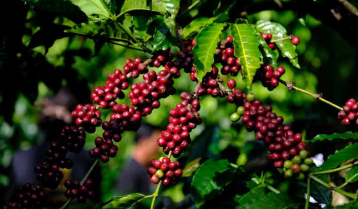 Giá cà phê hôm nay 23/7: Thị trường toàn cầu đang vào giai đoạn "nhạy cảm"