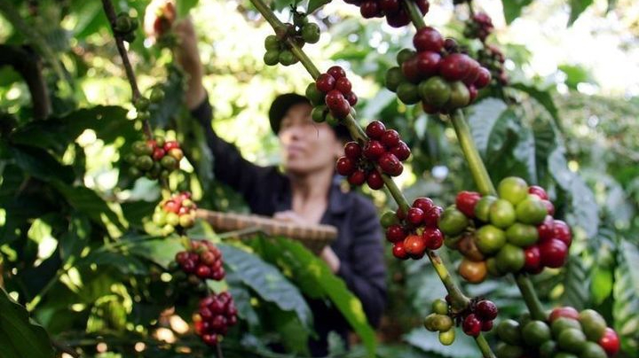 Hoàng Anh Gia Lai (HAG) tăng mạnh mục tiêu lãi năm nay, rót hơn 3.300 tỷ đồng cho 2 dự án mới