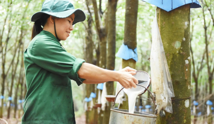 Cao su Việt Nam (GVR): Hưởng lợi kép từ giá cao su neo cao và phát triển khu công nghiệp