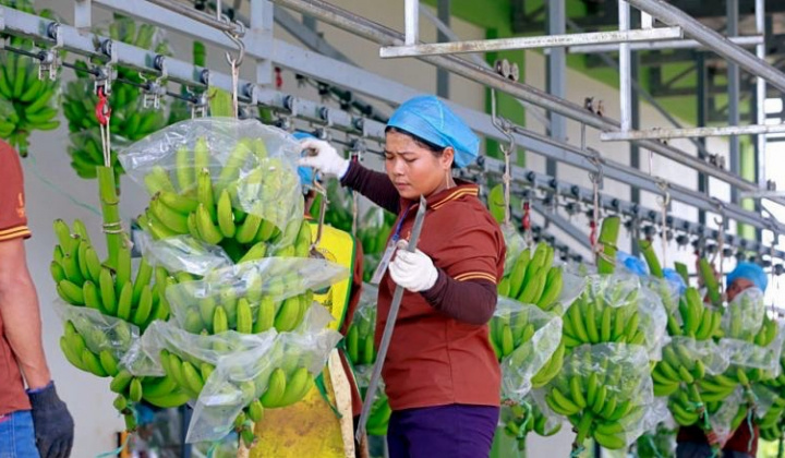 Giá chuối neo cao, Hoàng Anh Gia Lai (HAG) xoá sạch lỗ luỹ kế