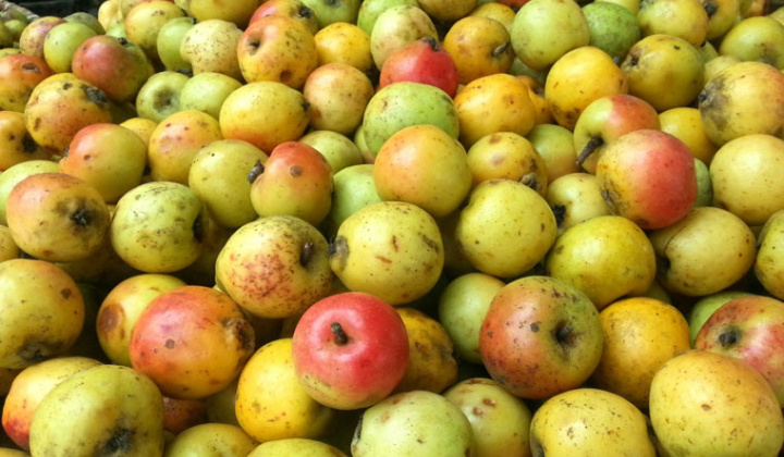 Nghiên cứu ảnh hưởng của một số yếu tố tới hiệu quả trích ly flavonoid từ quả táo mèo