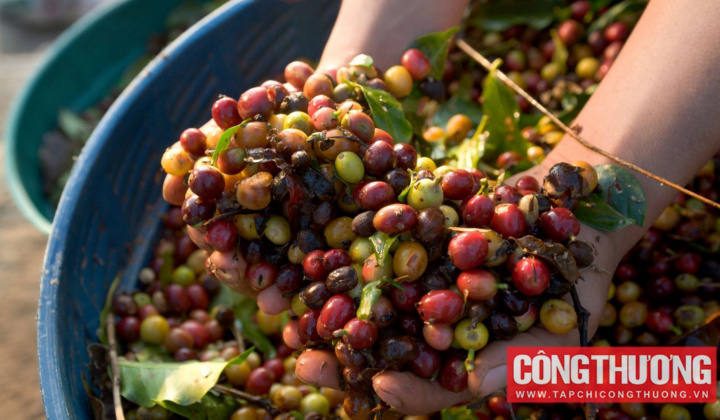 Giá cà phê hôm nay 4/7: Robusta phục hồi, Arabica tiếp tục giảm