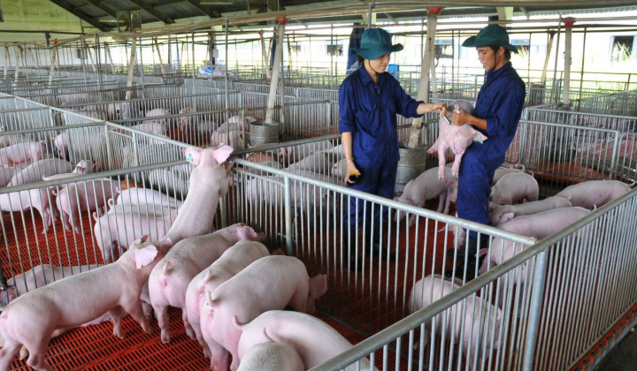 Tập đoàn Dabaco (DBC): Hoàn thành 101% mục tiêu lãi cả năm chỉ sau 6 tháng
