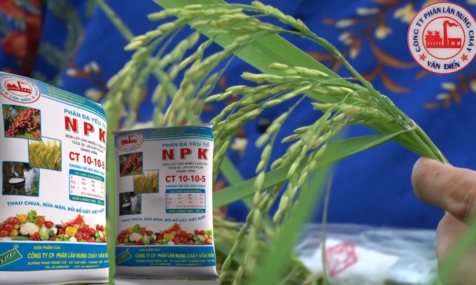 Nâng cao năng suất, giảm chi phí: Giải pháp bón phân NPK Văn Điển cho lúa vụ mùa 2025
