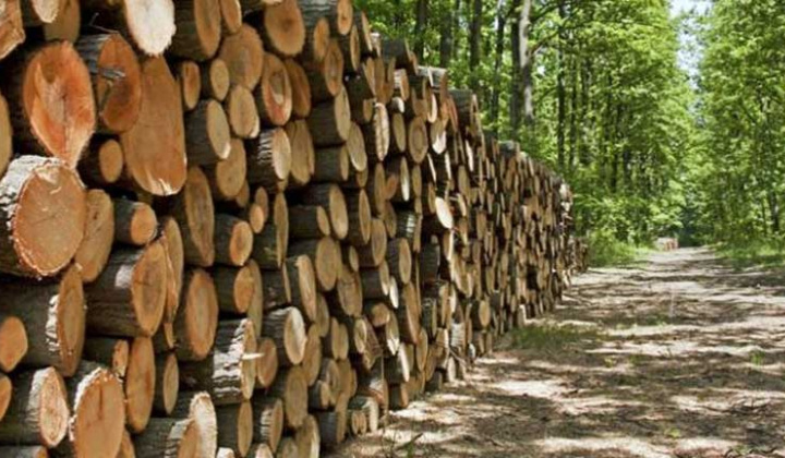 3 hình thức kiểm tra, truy xuất nguồn gốc lâm sản