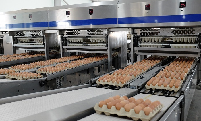 Gia cầm Hòa Phát tăng trưởng lợi nhuận 135% nhờ giá trứng hồi phụ