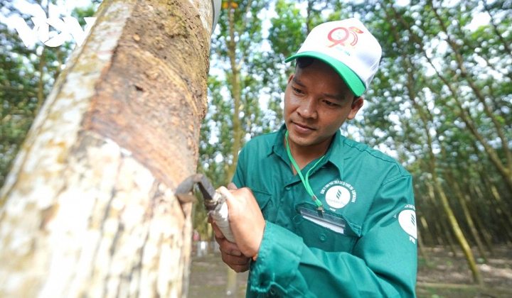 Giá cao su tăng cao, Cao su Việt Nam (GVR) báo lãi nửa đầu năm tăng 82%