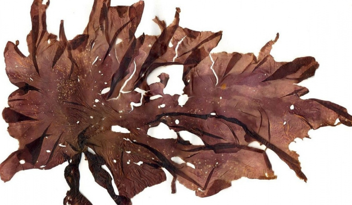 Nghiên cứu thử nghiệm sản xuất sản phẩm nori từ rong Porphyra thu hoạch ở vùng biển tỉnh Khánh Hòa