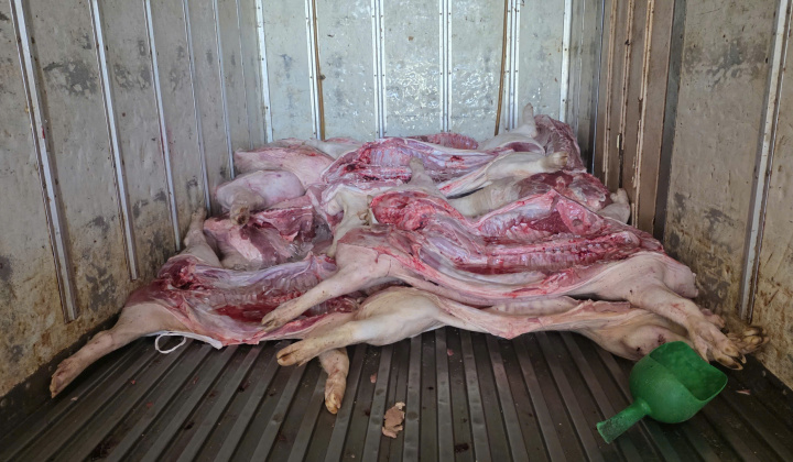 Phát hiện hơn 4 tấn thịt heo nhiễm dịch tả lợn châu Phi chuẩn bị đưa đi tiêu thụ