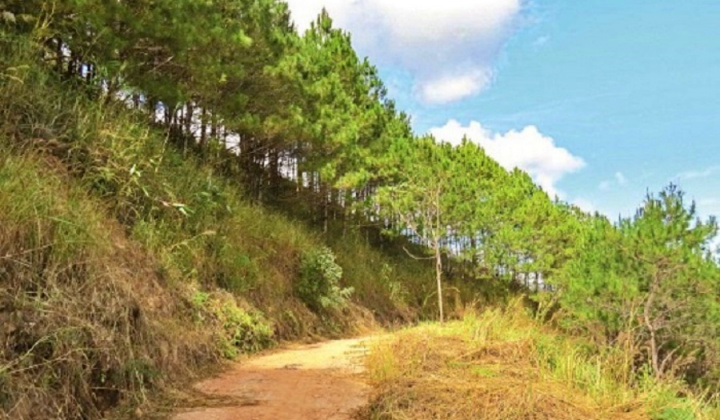 Các yếu tố ảnh hưởng đến sự phát triển bền vững hợp tác xã lâm nghiệp quy mô lớn tại Việt Nam: một khung phân tích tích hợp