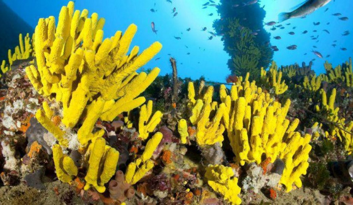 Nghiên cứu hoạt tính kháng khuẩn của bọt biển protein